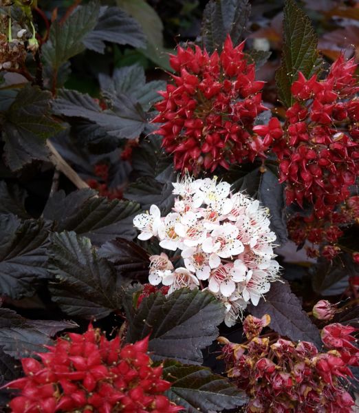 Physocarpus opulifolius 'Red Baron'